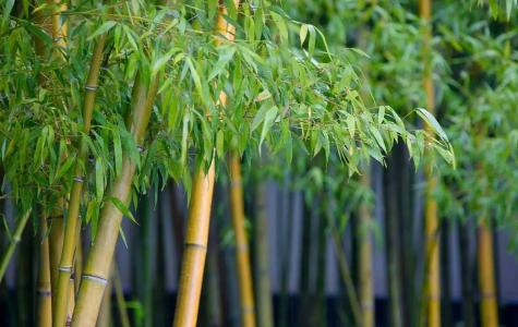 大雅風骨，深刻在中國人文化里的竹情結(jié)