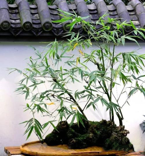 大雅風骨，深刻在中國人文化里的竹情結(jié)
