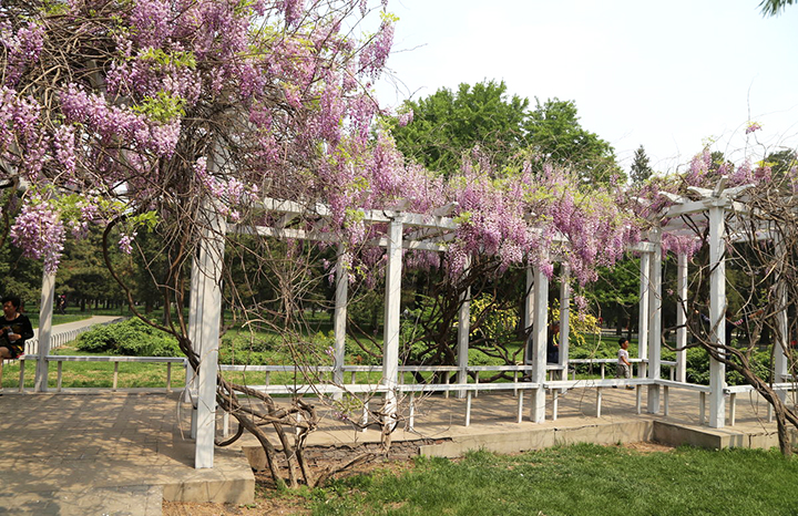 【庭院元素】花園廊架——春開花顏，夏落涼蔭