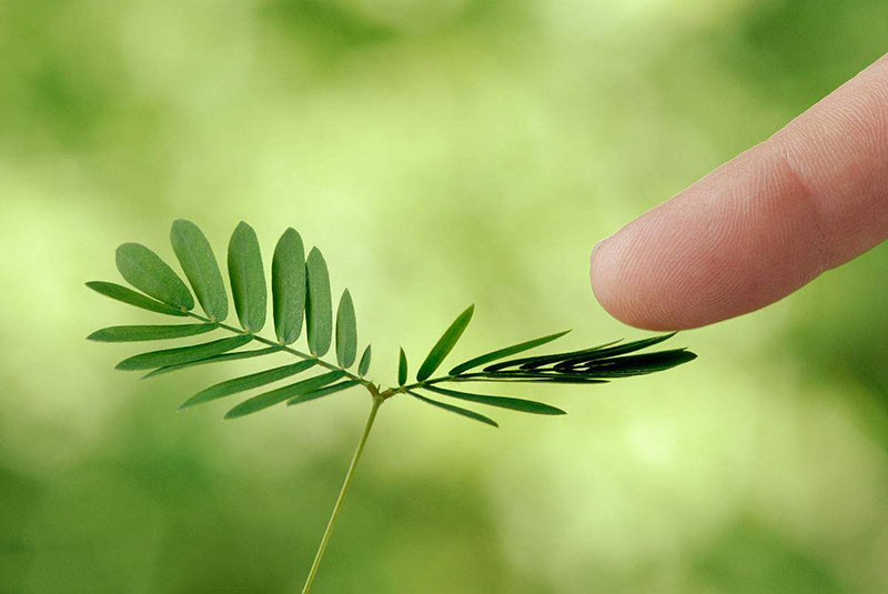 【漲姿勢(shì)】關(guān)于植物的10個(gè)冷知識(shí)