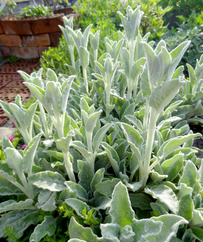 【植物筆記】自帶冬霜，身披絨毛的綿毛水蘇