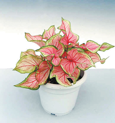 花葉芋（彩葉芋、二色芋）的介紹與養(yǎng)護要點