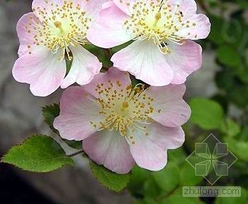粉團(tuán)薔薇繁殖與栽培管理