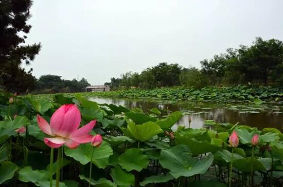 日照海濱國(guó)家森林公園荷花進(jìn)入觀賞期