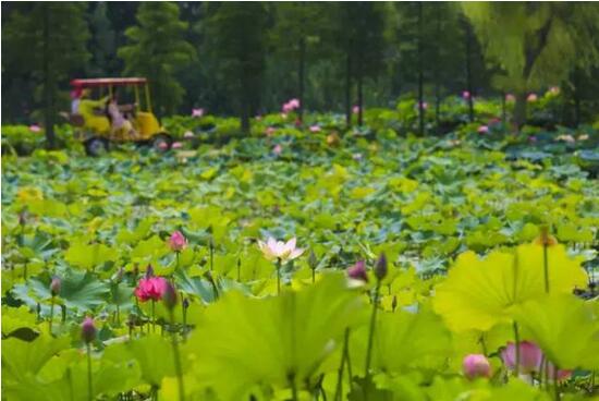 日照海濱國(guó)家森林公園荷花進(jìn)入觀<a href=