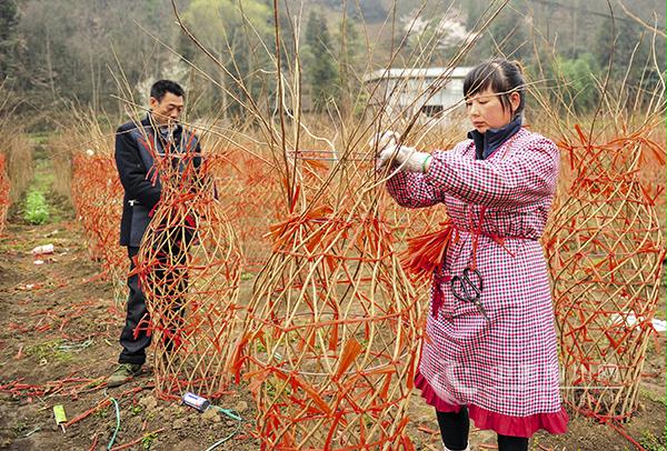 湖北利川造型花木產業(yè)助農增收