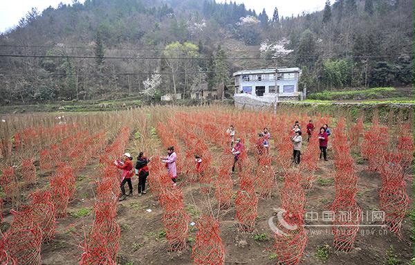湖北利川造型花木產業(yè)助農增收