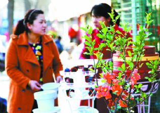 甘肅慶陽節(jié)后花卉市場(chǎng)銷售火熱