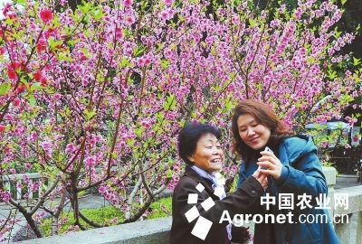 福建：烏石山花會(huì)開幕各種花卉競相綻放