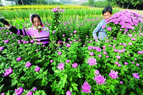 江蘇：太倉市農(nóng)民采收鮮菊花忙