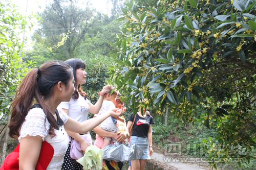 四川：到瀘州賞香海公園萬(wàn)畝桂花
