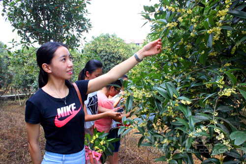 四川：到瀘州賞香海公園萬(wàn)畝桂花
