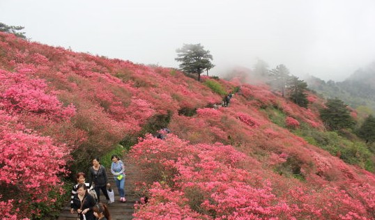 湖北：麻城龜峰山10萬(wàn)畝古杜鵑盛放