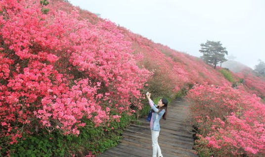 湖北：麻城龜峰山10萬(wàn)畝古杜鵑盛放