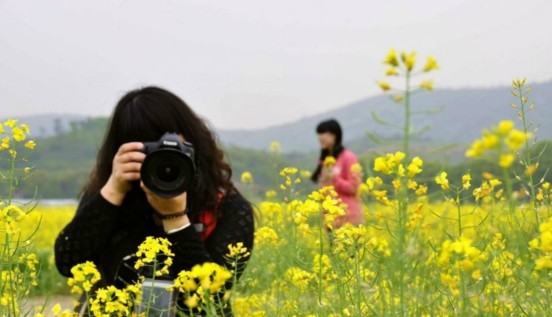 江蘇：無(wú)錫靈山腳下千畝油菜花盛開(kāi)