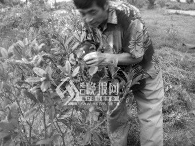 獨腿鐵漢結(jié)緣極品桂花 成為“海南日香桂培育基地”第一人