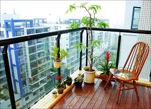 用好小氣候,在陽臺(tái)上養(yǎng)好花 (圖)