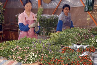 黃草壩花卉基地年產(chǎn)鮮花450多萬(wàn)枝(圖)